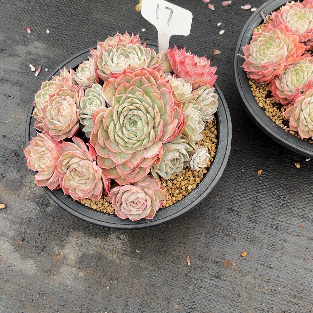 木***哲多肉植物，昂斯若17号