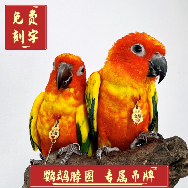 定制脖圈鹦鹉户外拴鸟脚链脚环适用于玄凤金太阳和尚小太阳牡丹