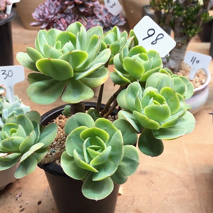 多肉植物，鸡蛋碧桃98号