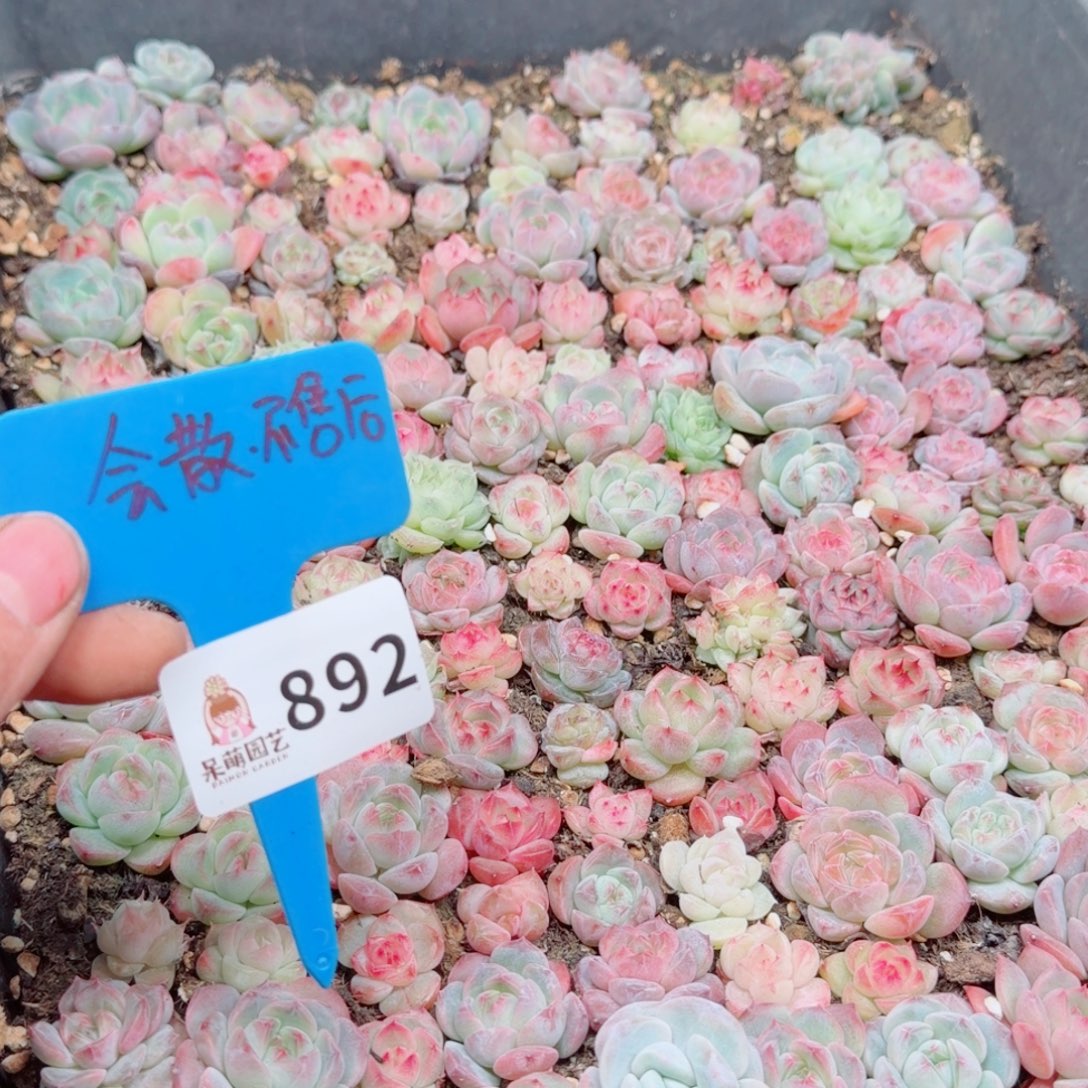 多肉植物多肉植物