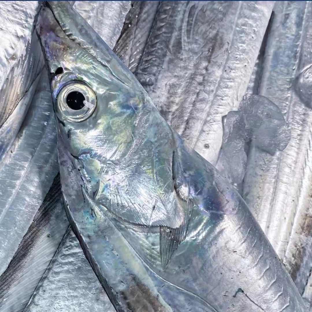 【洪姐专享】海钓舟山小眼睛带鱼3-5两/条  整条发货 顺丰包邮