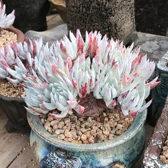 韩货奴婢吉纳仙女棒