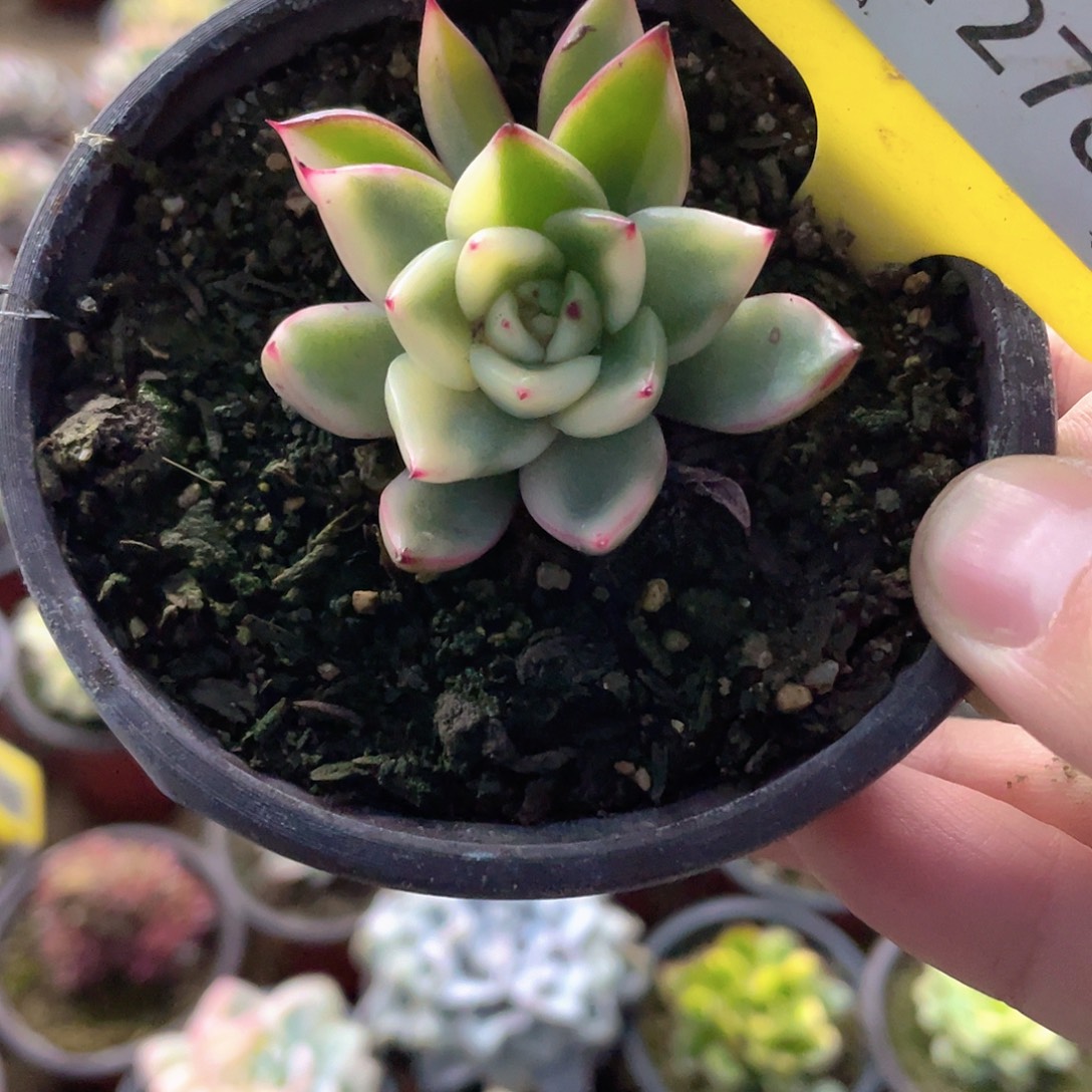 安***好1278号多肉植物盆栽