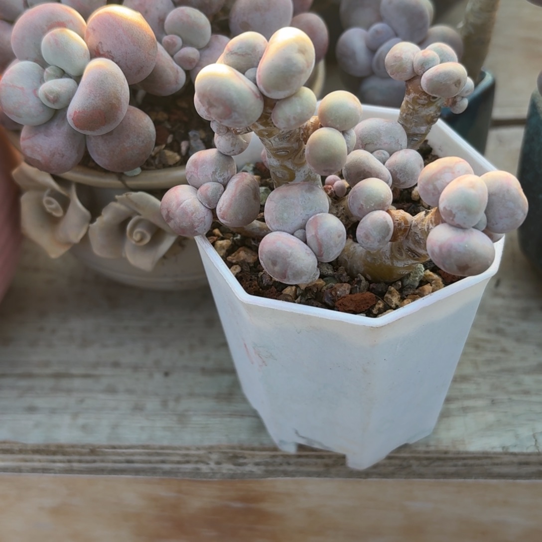 运***乐无花朵多肉漂亮不退不换