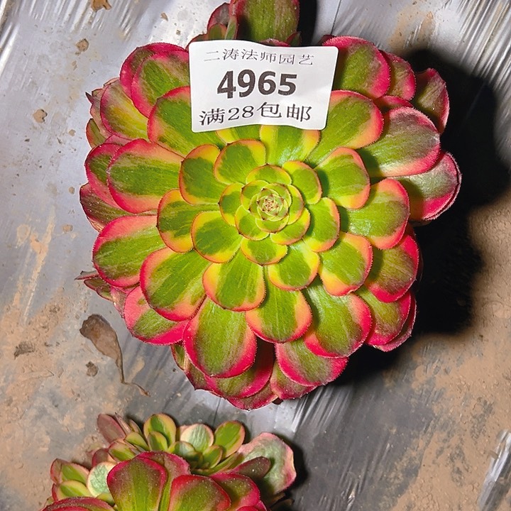 4965火狐多肉植物2号
