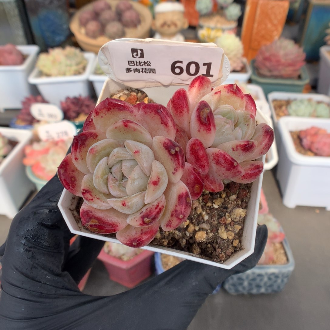 601 血斑糖心双头