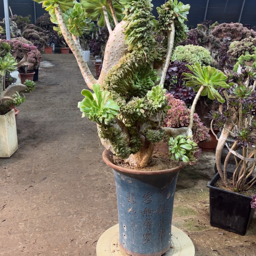 精品法师一物一拍