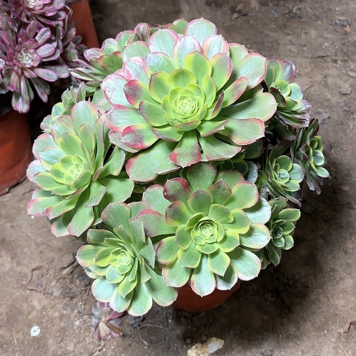 多肉植物法师奶白16