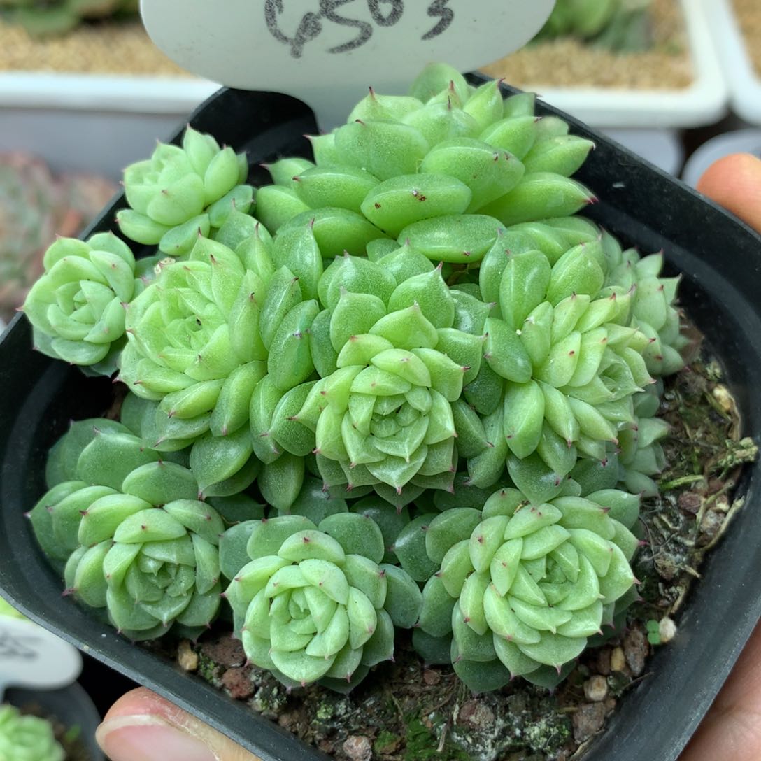 定繁珍妮麦秆群4503