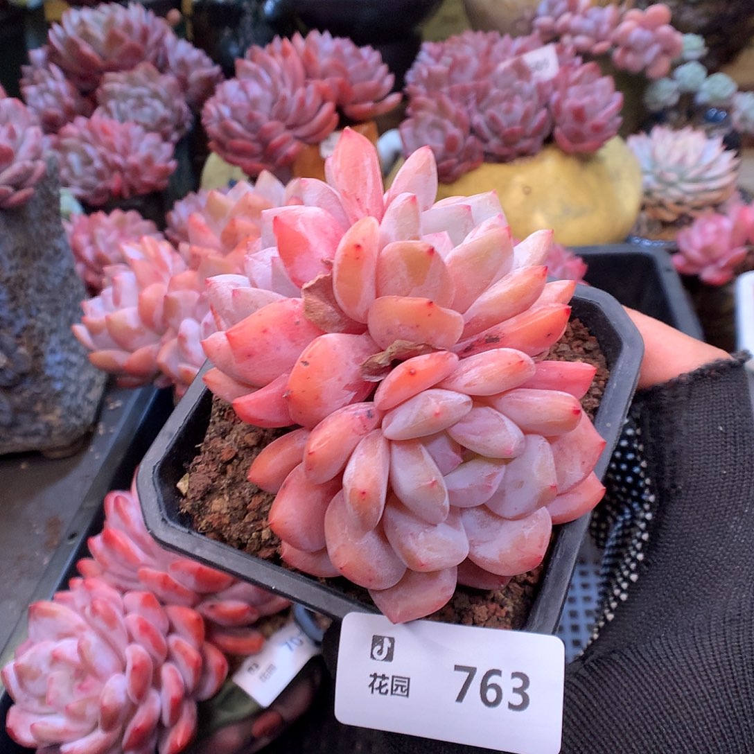763雪天使多肉植物66666