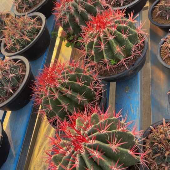 墨西哥大红琥（带刺23公分）