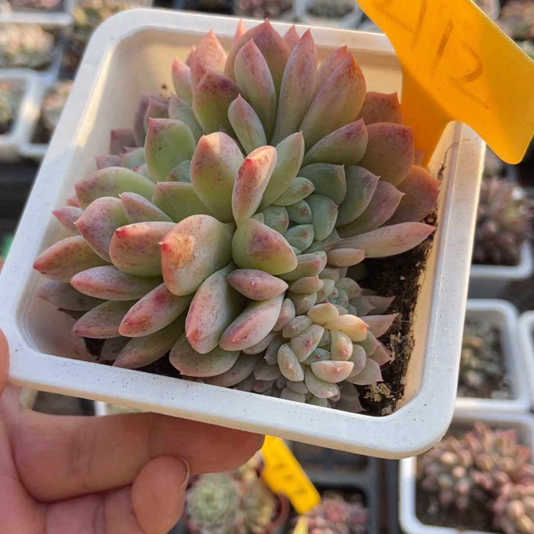 2112冰魄朵朵多肉植物