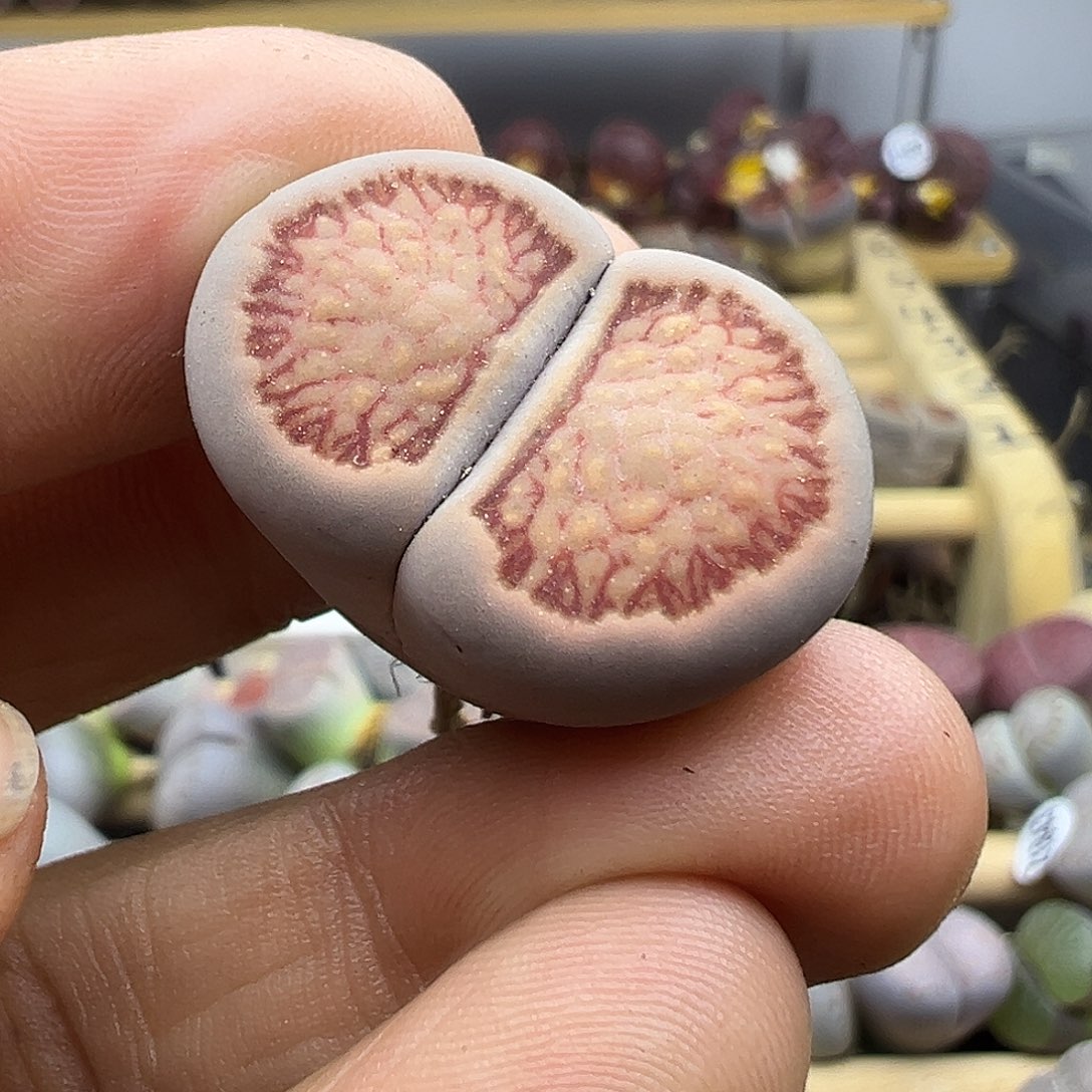 1885 生石花清货不参考