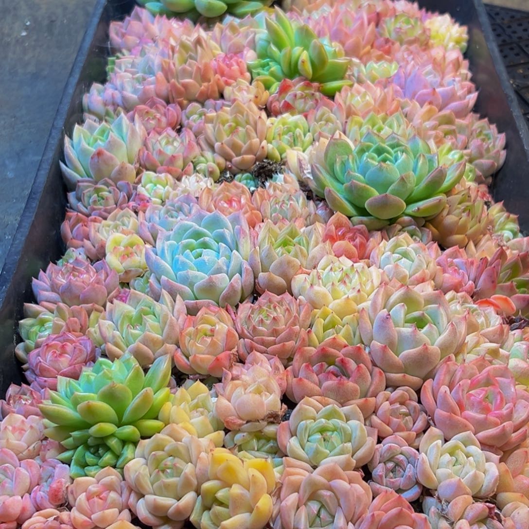 615多肉葡萄的味道是什么味道的呀