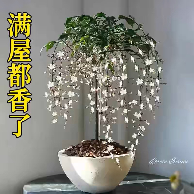 垂丝茉莉带花苞盆栽四季开花垂吊爬藤绿植室内阳台风车一物一拍