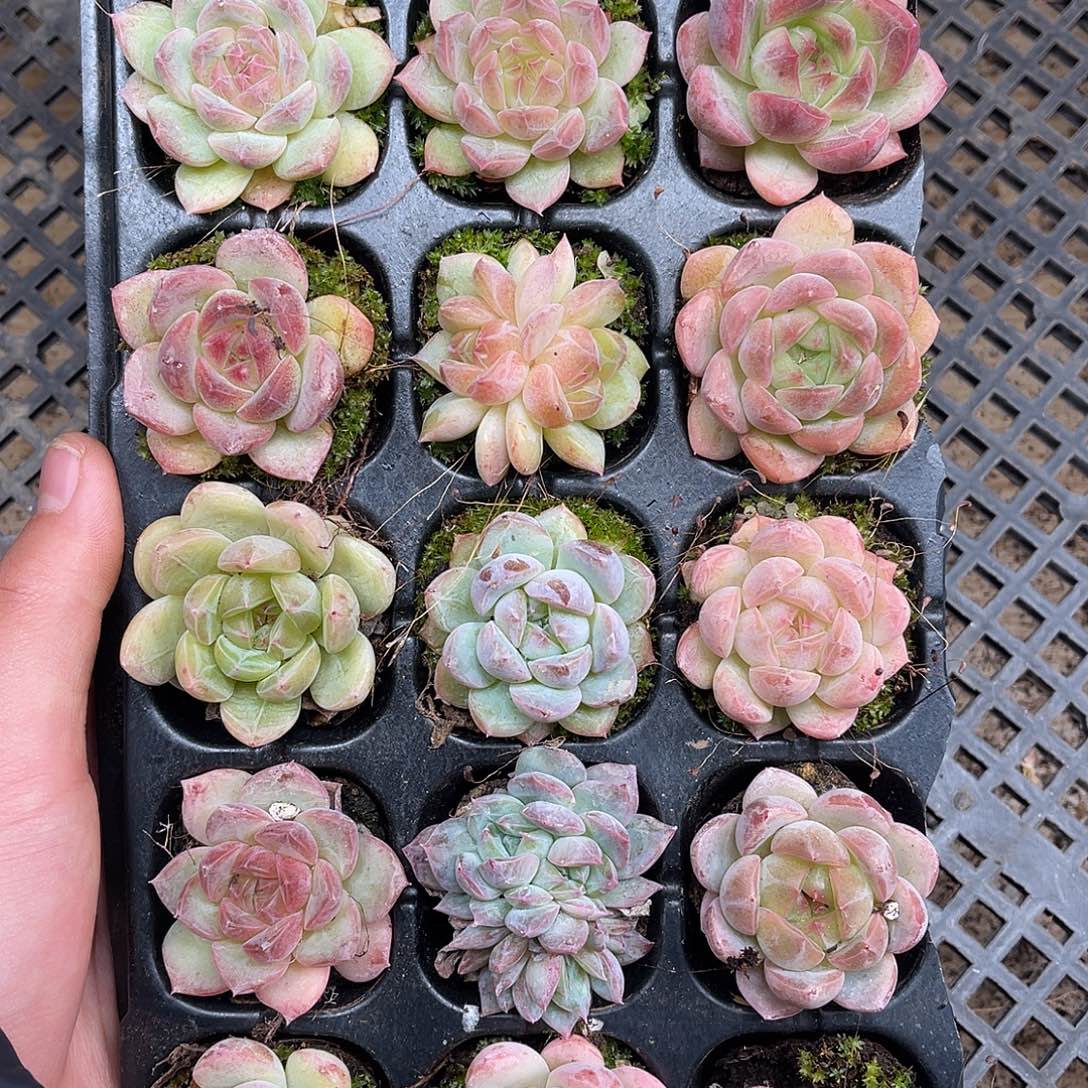 多肉一物一拍6-187