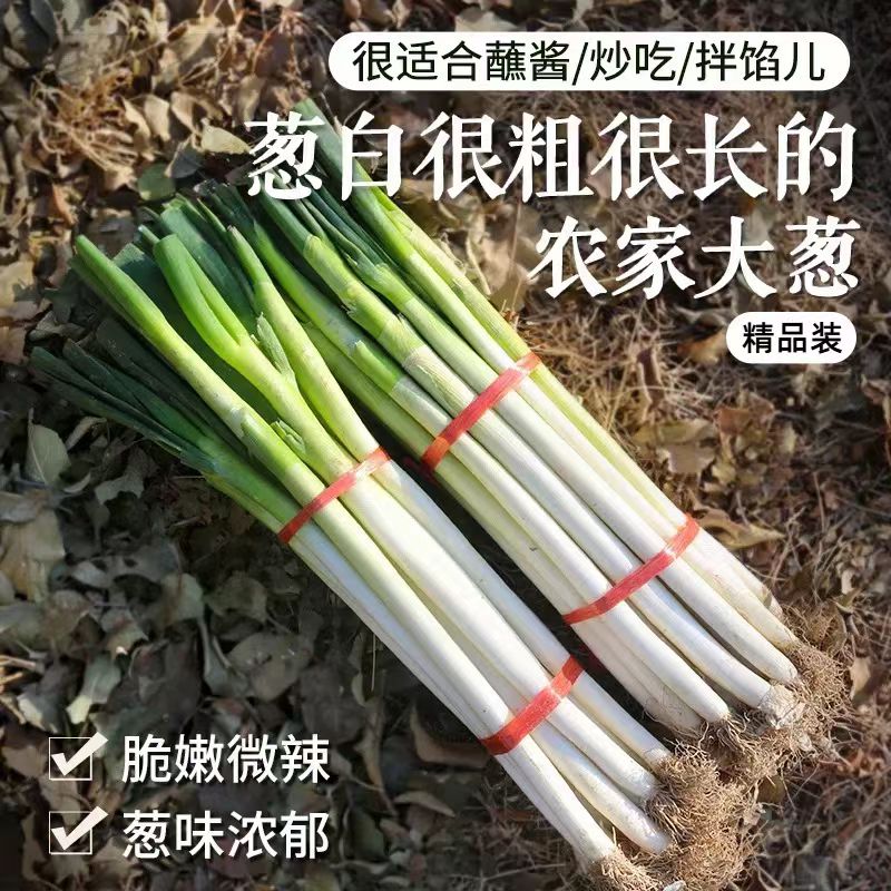 2025头茬大葱原汁原味正宗精品大葱农家现挖现发新鲜脆嫩