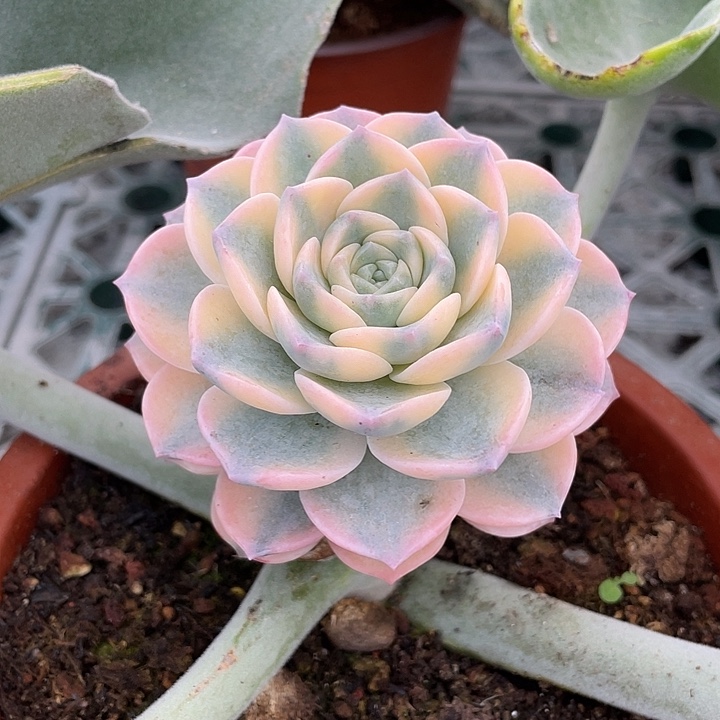 彩色安娜玫瑰锦一物一拍