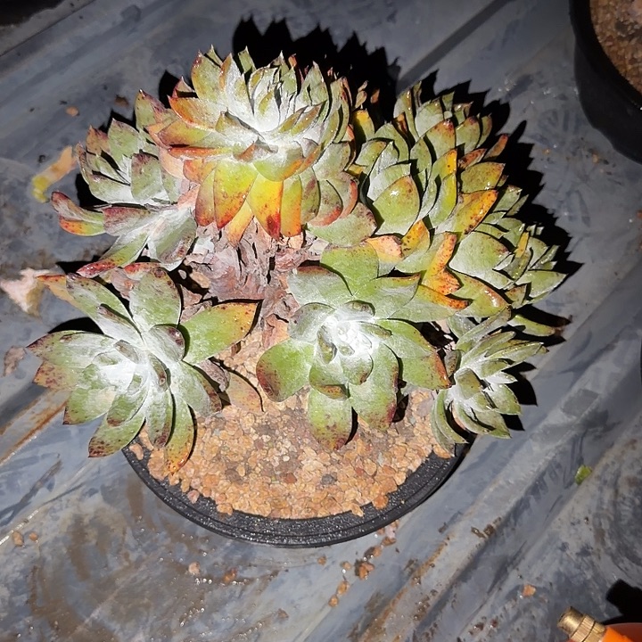 B***B牡丹苹果叶仙女杯