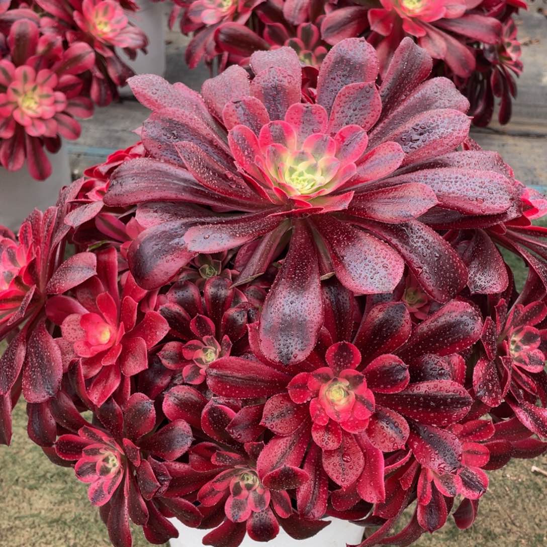 730美杜莎精品法师多肉