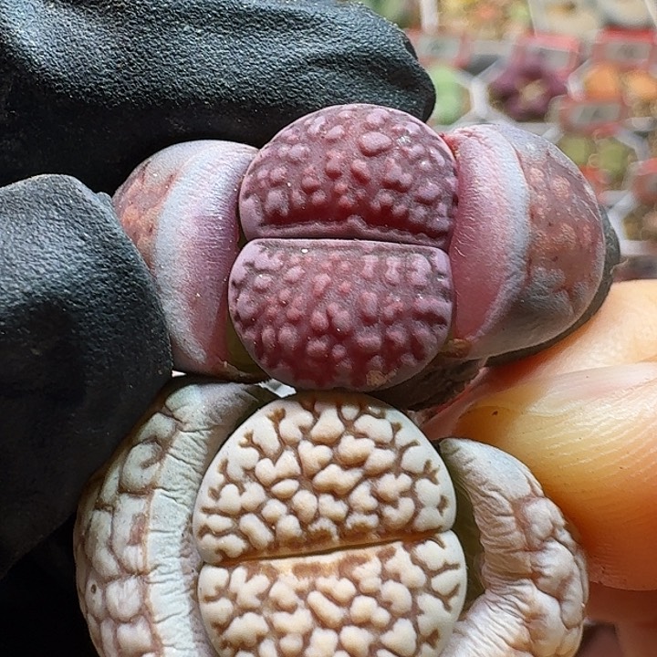 生石花233:：：/。  17