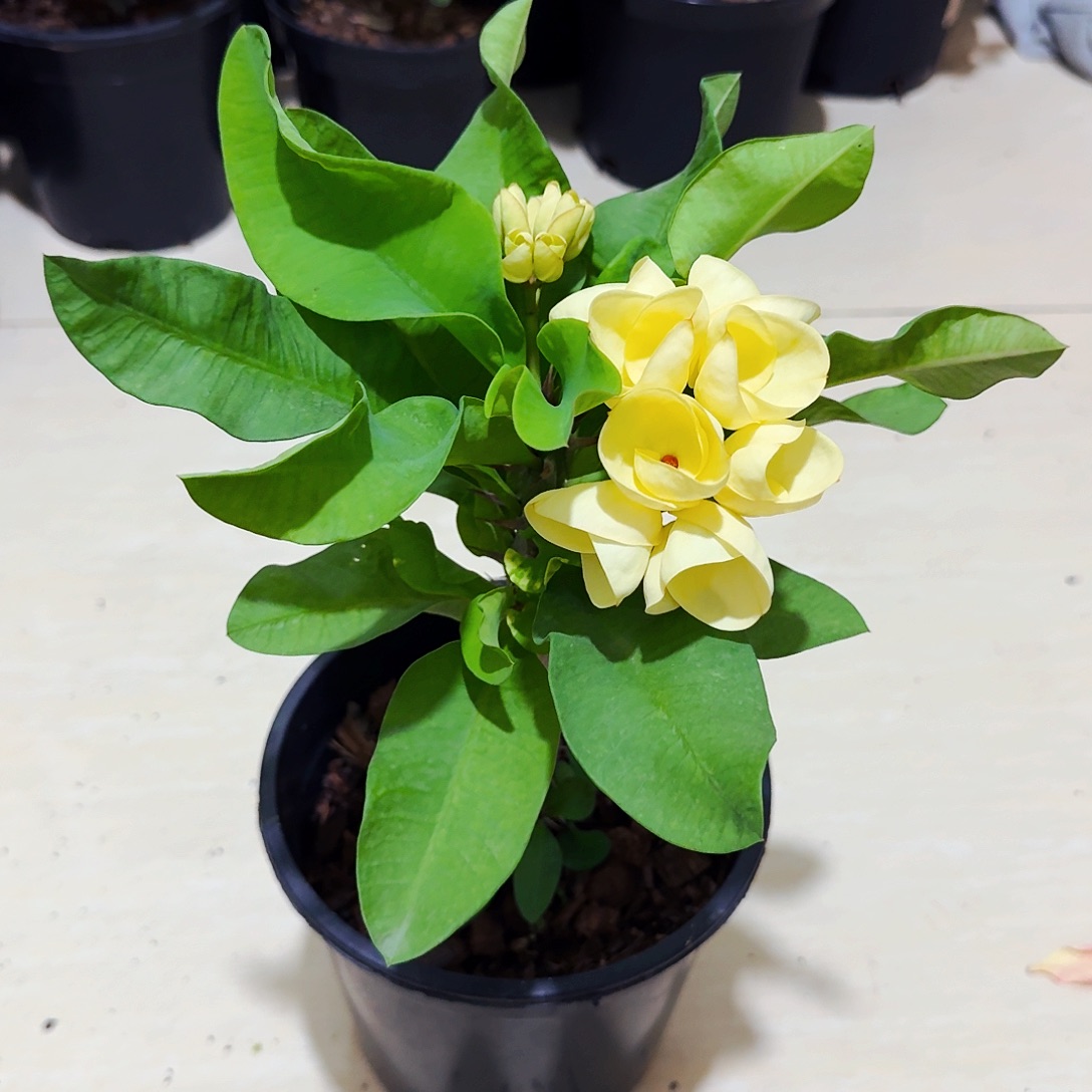 完全开放金色画框直播间一物一拍