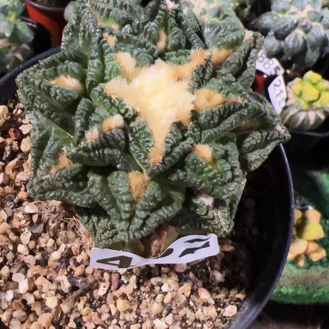 无花朵隔尤辛顿牡丹432