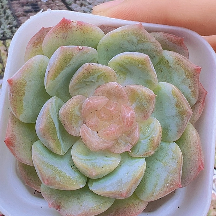 梦幻泡影白盆发货19包邮