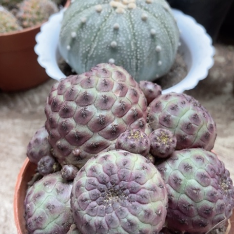 星兜紫丽丸仙人球35米