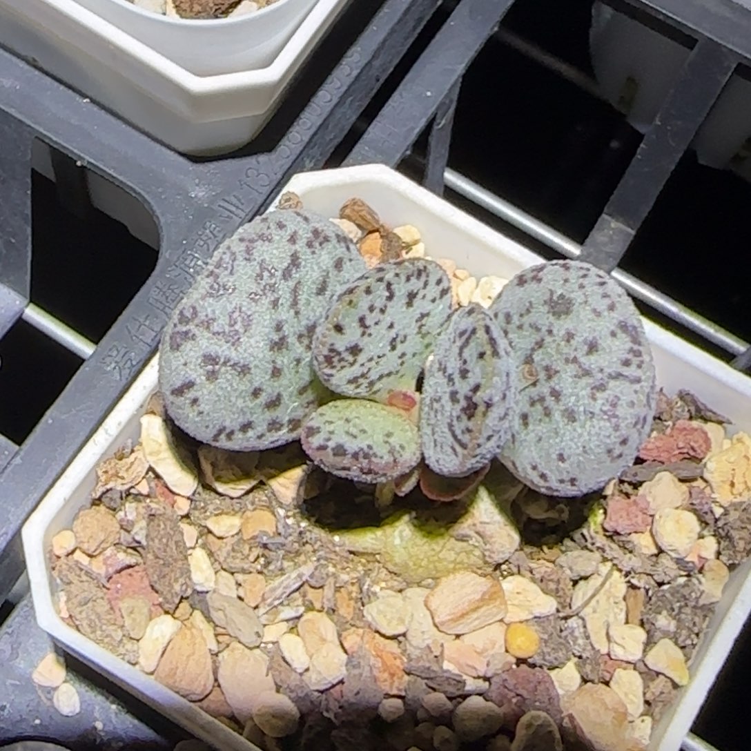银霜花水泡多肉植物