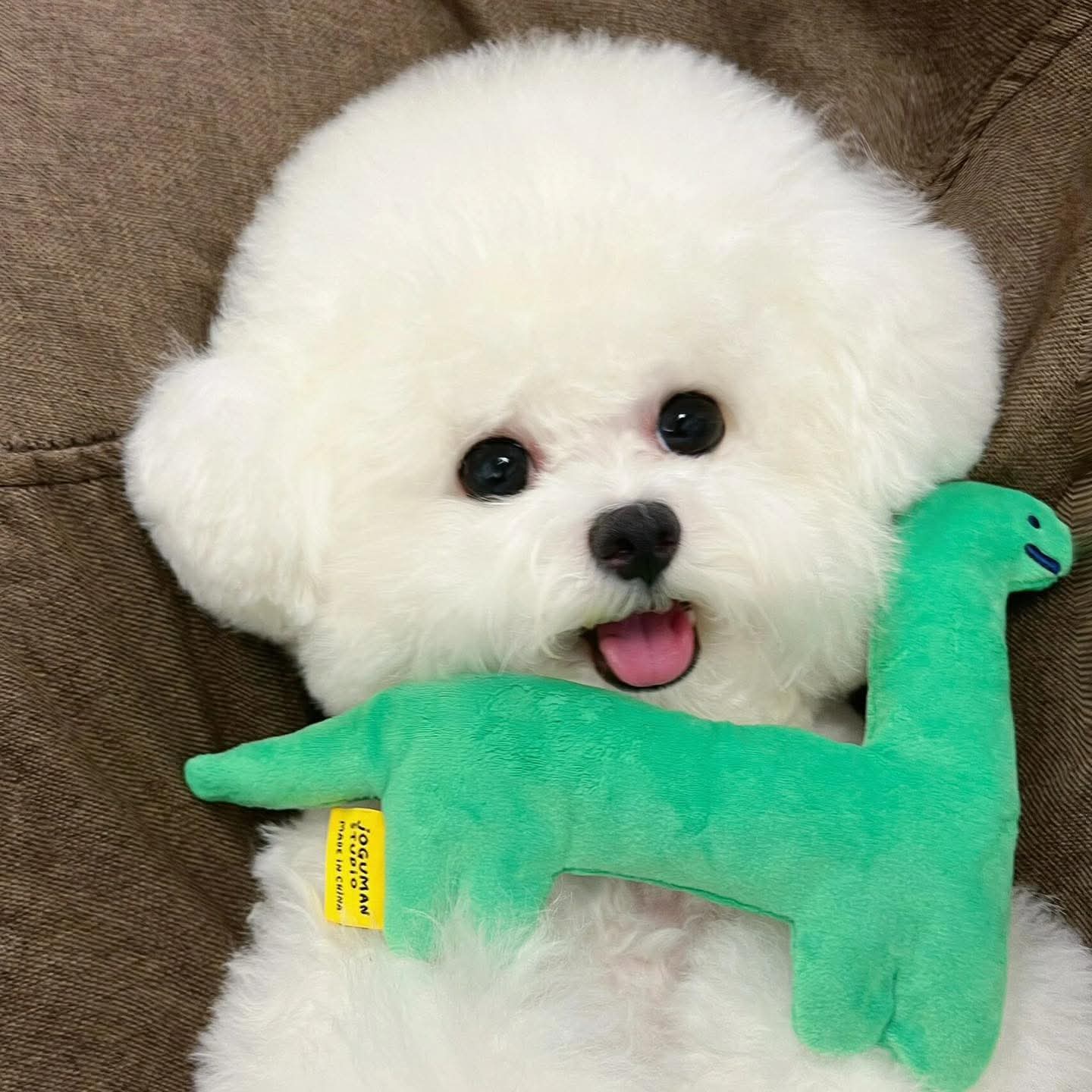 【招猫逗狗】精品比熊狗狗