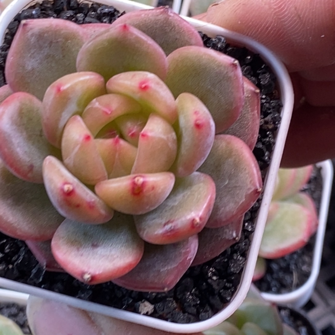 天官赐福百无禁忌