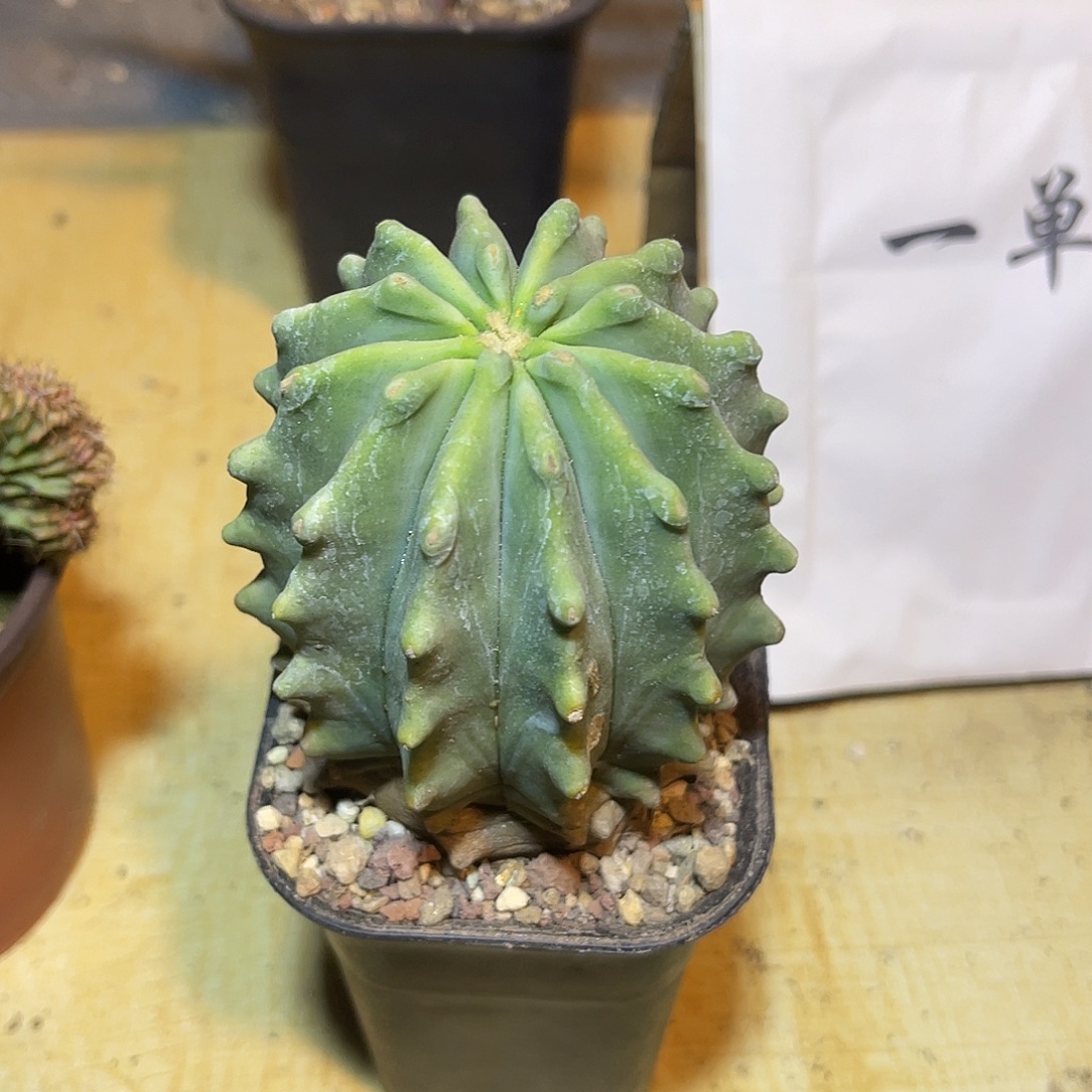 无刺王冠龙仙人球