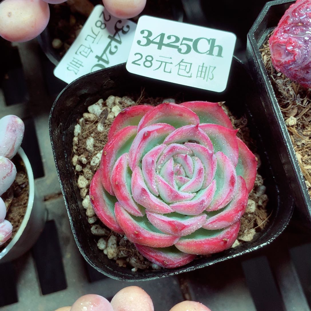 5厘米盆精控多肉3425