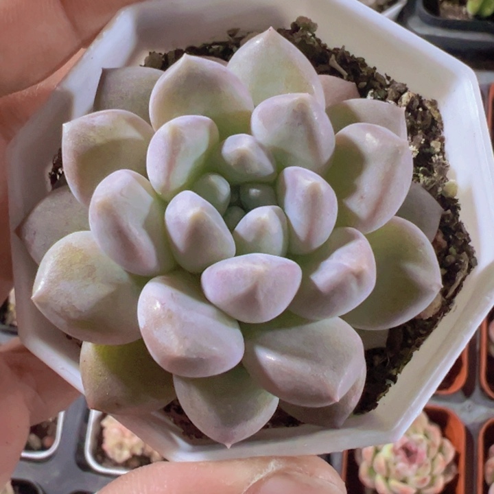 奶糖精品多肉植物