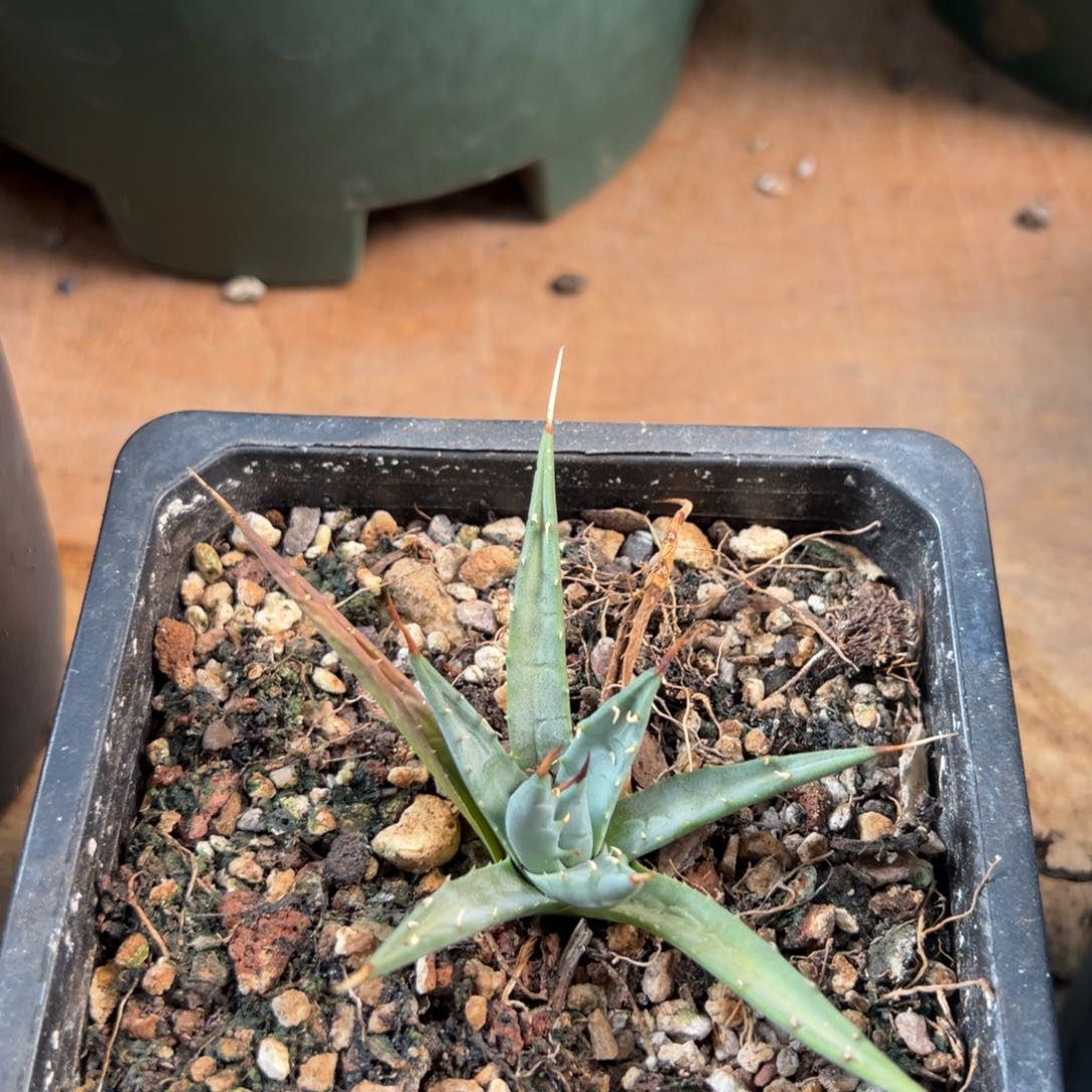 多肉植物龙舌兰妖炎