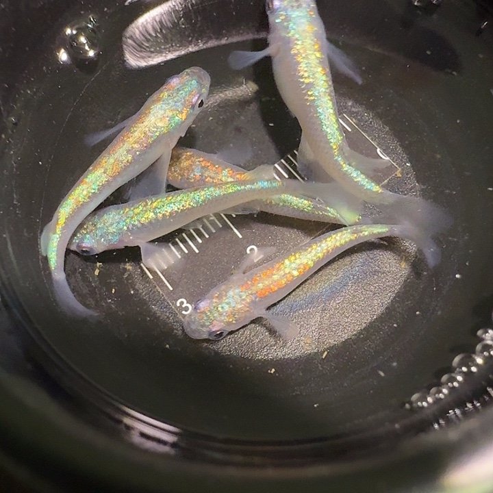 青鳉鱼一物一拍578