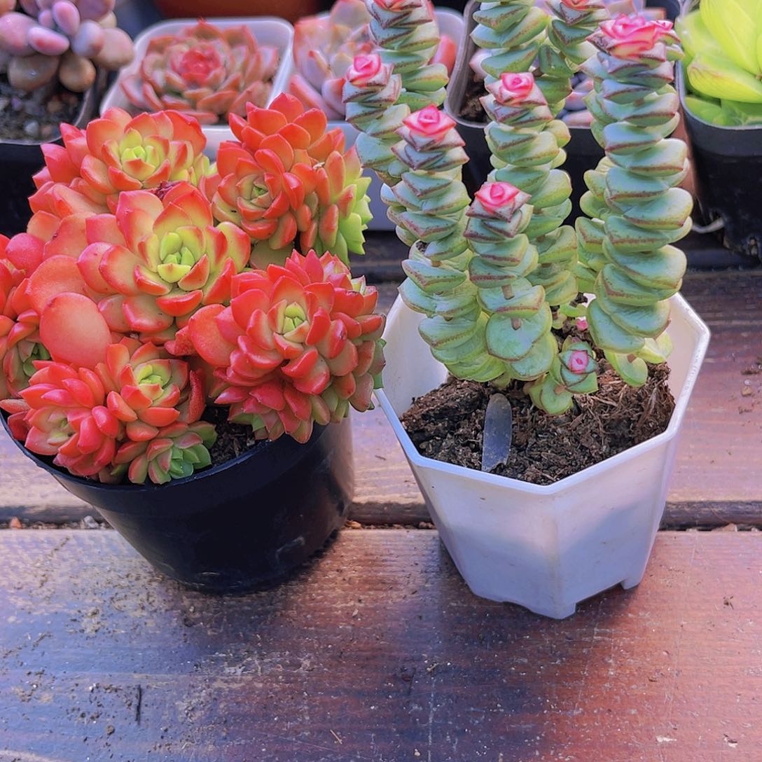 爱泡泡➕钱串锦福利套餐