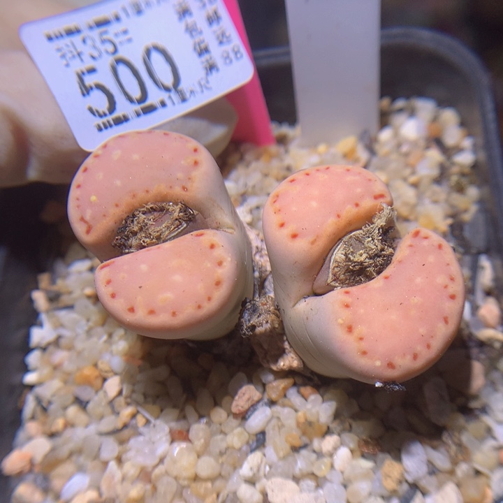精品生石花35.500