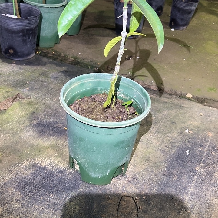 用***0天使36974796688578jfxgittuighh