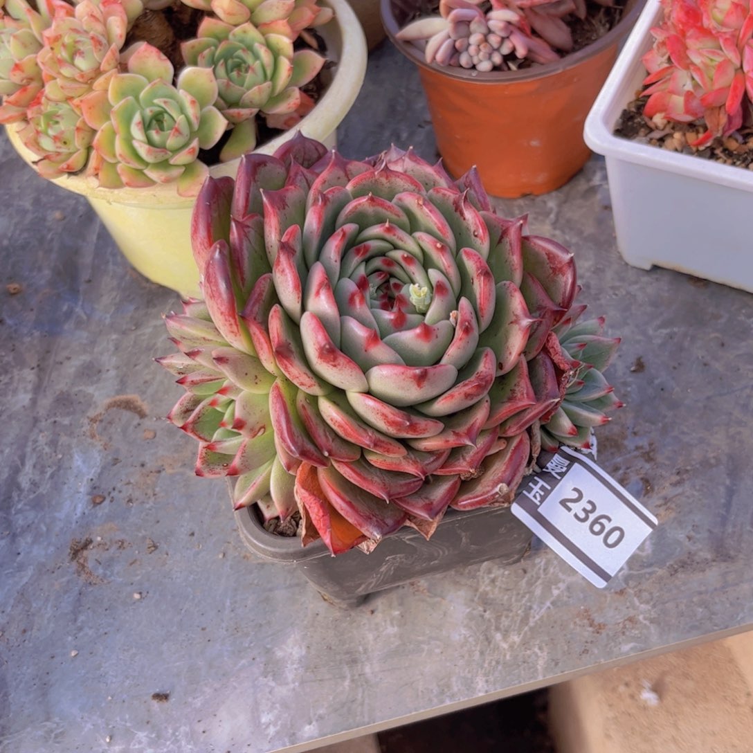 蓝龙杂多肉植物2360