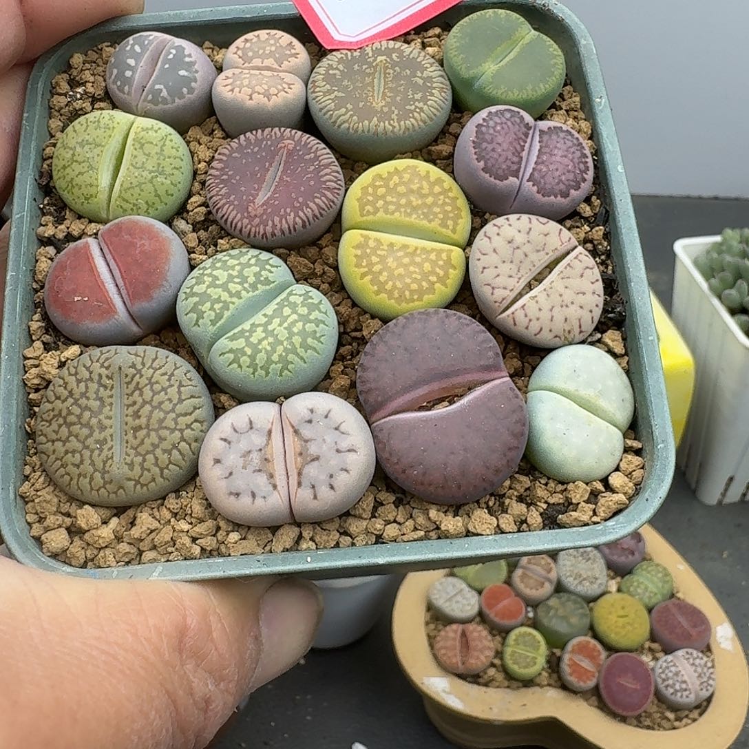 238多肉哈哈哈哈哈哈哈