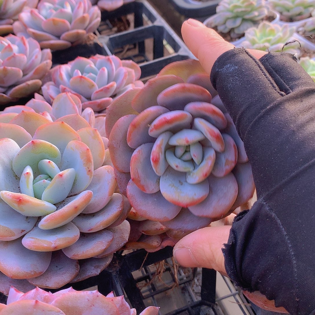 老庄韩奶茶35778899999000