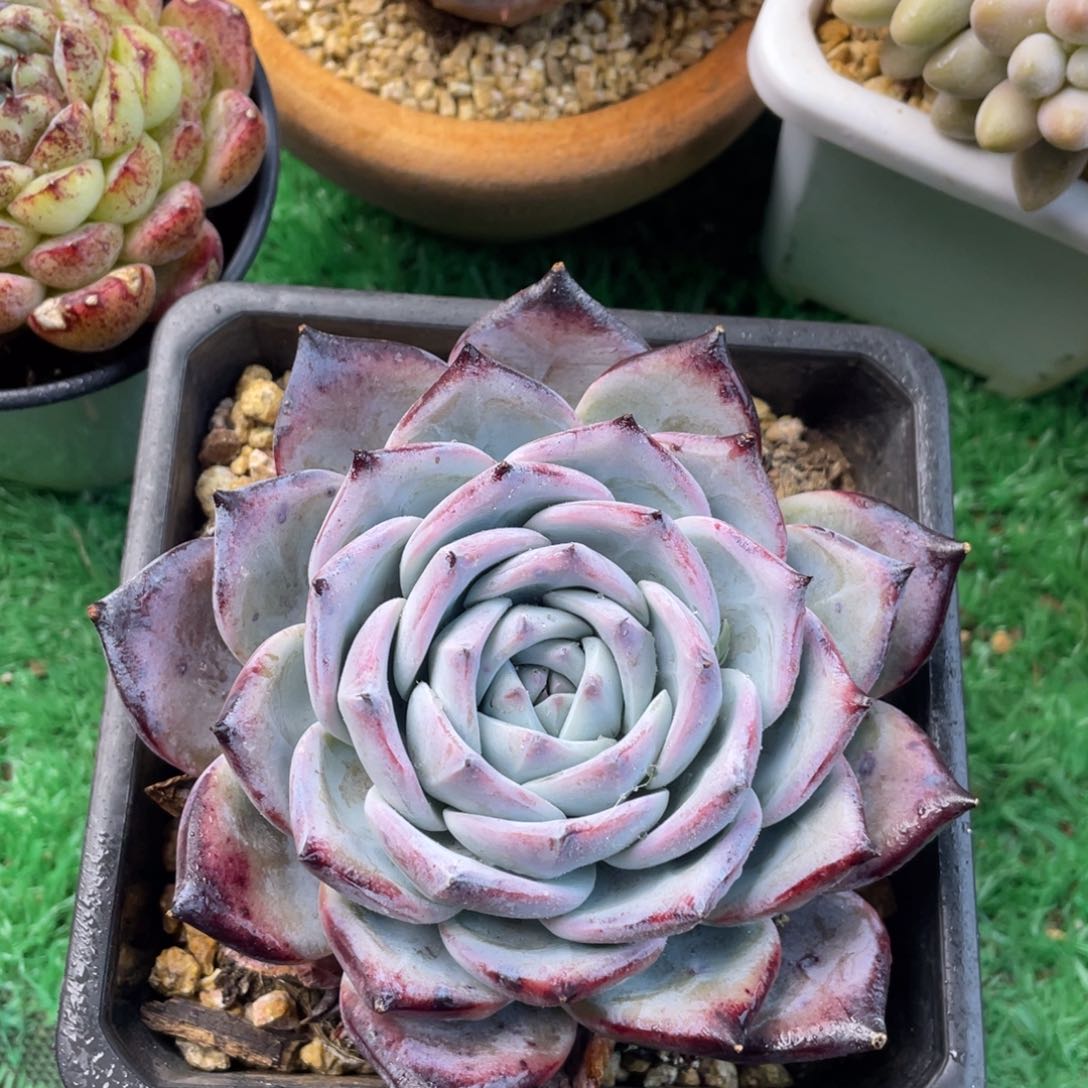 单头12厘米紫卡多肉