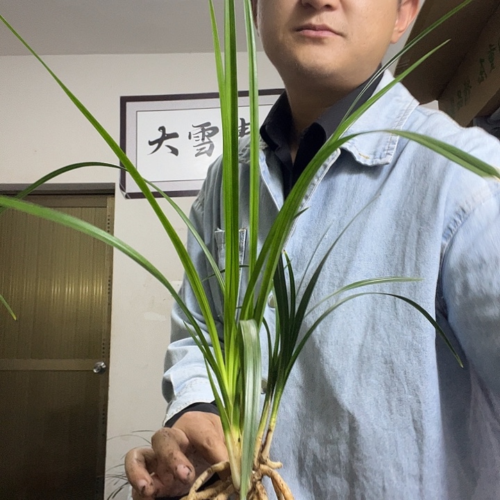 大部分花苞少量开放