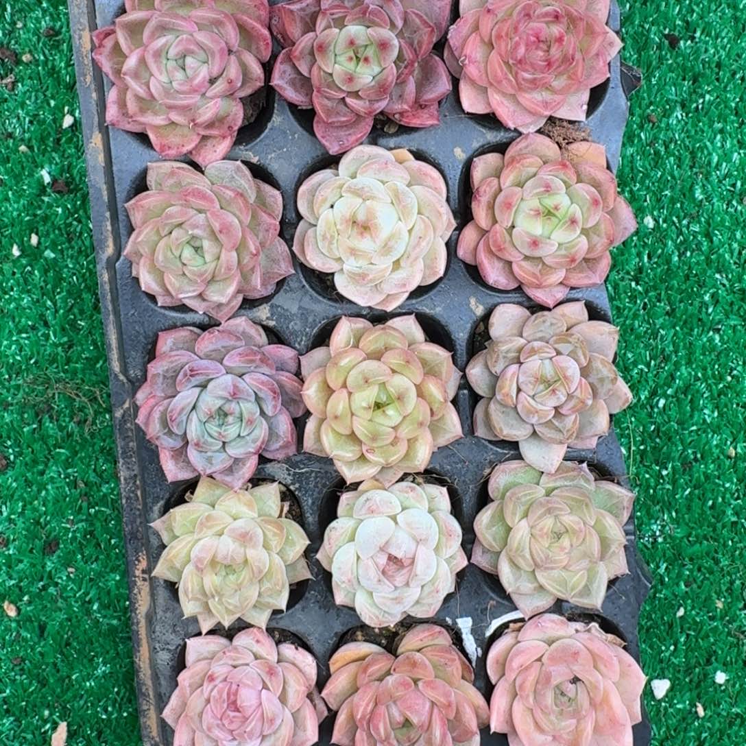 多肉一物一拍12-168