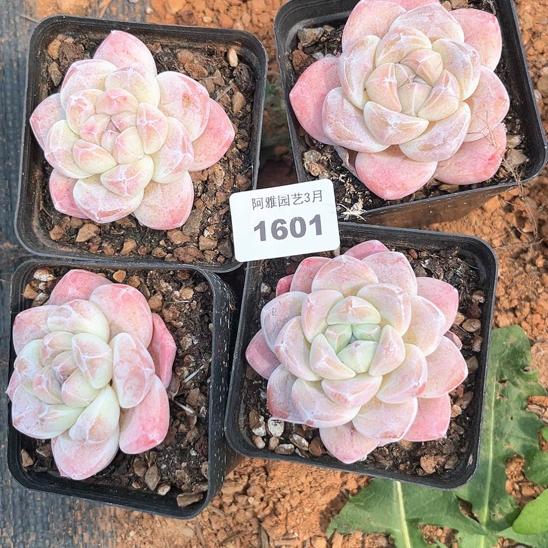 阿雅园艺。   1601