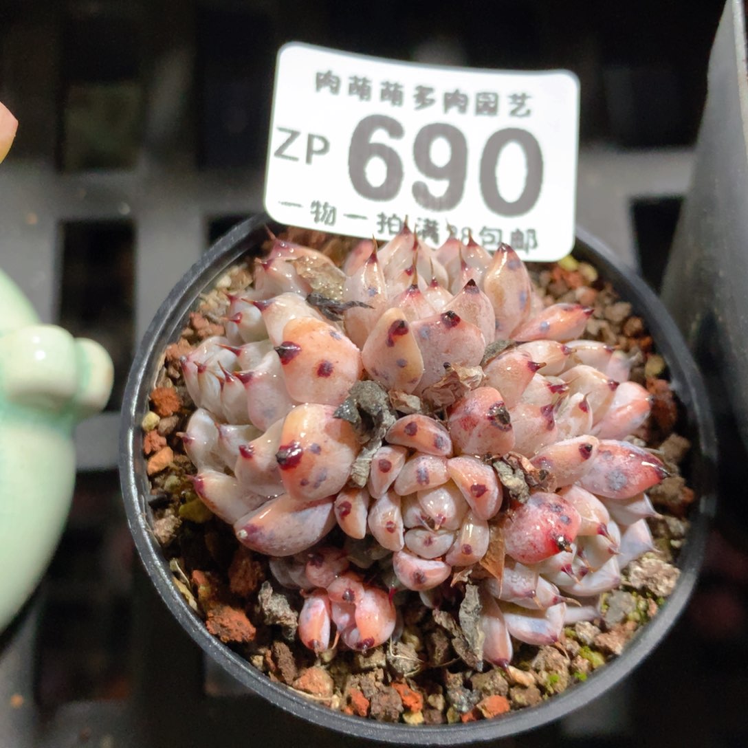 5CM拇指盆精控多肉ZP690