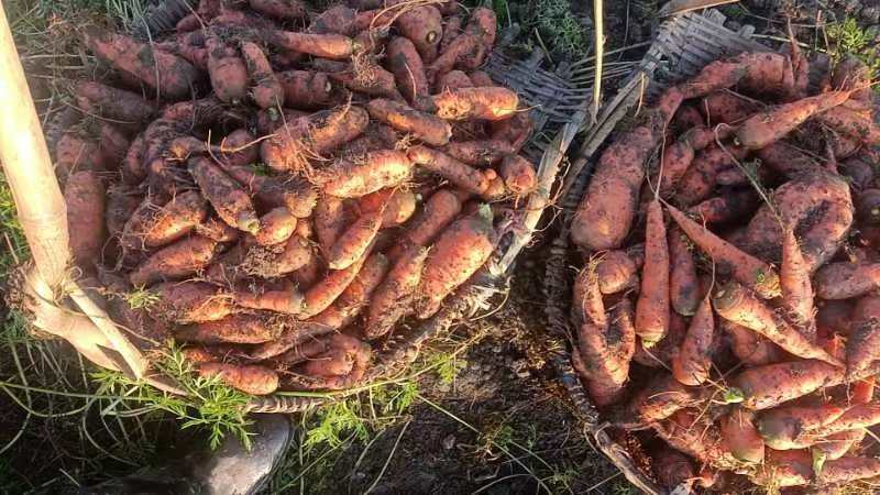 农家自种菜园胡萝卜超甜