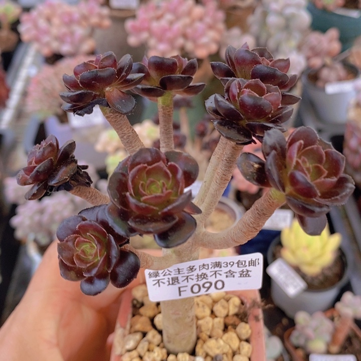 黑法师有砍090多肉植物